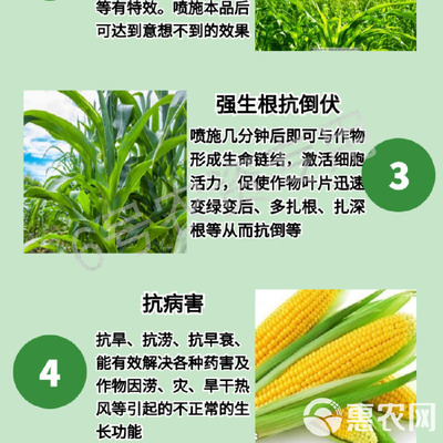 玉米專用葉面肥 科學(xué)施用“增產(chǎn)王”與增效劑，實(shí)現(xiàn)抗病高產(chǎn)