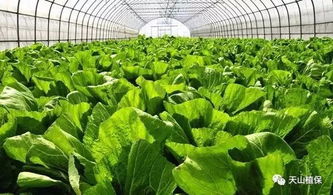 綠色無公害果蔬農藥使用準則與植物增效劑應用規(guī)范
